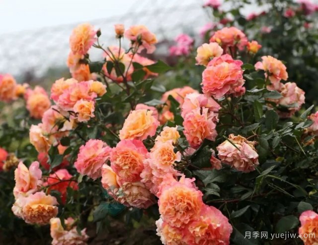 養(yǎng)盆栽月季想多開花，除了土壤選對，施肥也很重要(圖1)