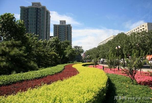 全面的園林苗木種植技術(shù)！值得收藏！(圖5)