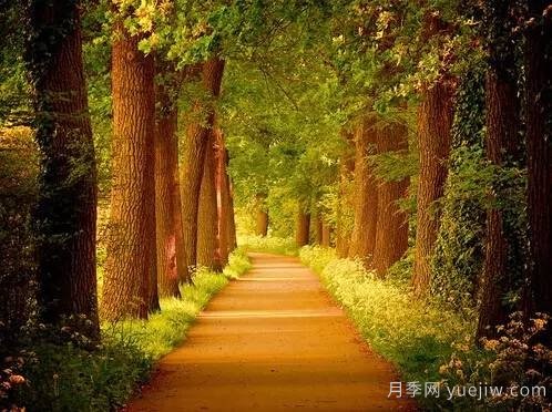 全面的園林苗木種植技術(shù)！值得收藏！(圖8)