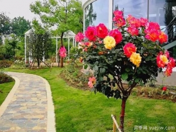 嫁接樹(shù)狀月季？4種常見(jiàn)的適合做月季樹(shù)的砧木