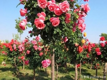 大花樹(shù)狀月季的嫁接步驟，山東月季基地分享