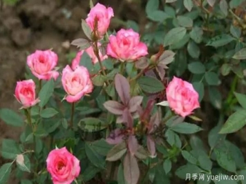微型月季該怎樣施肥澆水呢，一起來看下吧