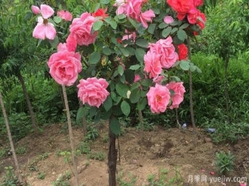 養(yǎng)月季花關(guān)于養(yǎng)殖中的注意知識，月季基地來整理