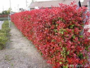 如何種植紅葉石楠？紅葉石楠種植技術(shù)