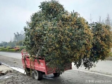 看葉子如何區(qū)分桂花樹的品種？