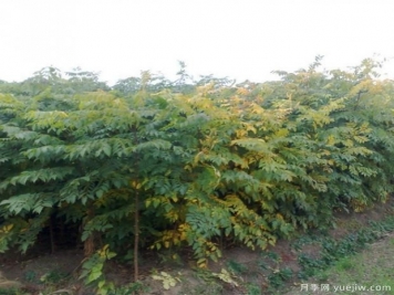 如何選擇成活率高的欒樹？