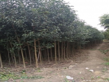 大葉女貞在種植過程中存在的缺點(diǎn)
