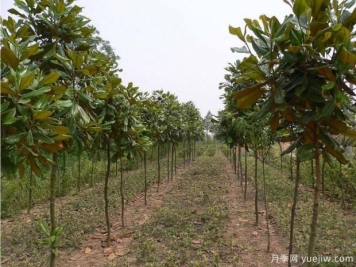 廣玉蘭樹(shù)到底有多高呢？看完你就知道了