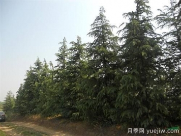 雪松一畝地栽多少棵？一畝地能種多少顆雪松？