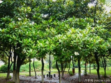 如何提高大廣玉蘭移植成活率？
