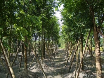 樸樹種植和養(yǎng)護的四大注意事項