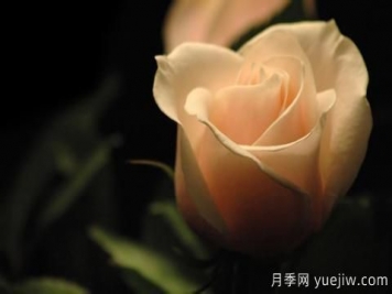 怎么看張愛玲的《紅玫瑰與白玫瑰》？