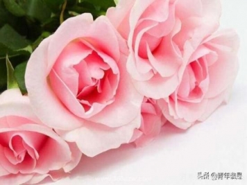 粉色玫瑰代表什么意思呀？