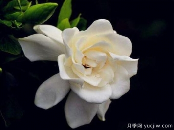 梔子花葉子發(fā)黃怎么辦 梔子花病蟲(chóng)害防治技巧