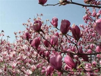紫玉蘭種子多少錢一斤？紫玉蘭播種方法