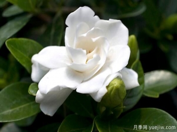 梔子花的花語，梔子花圖片大全
