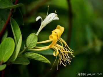 金銀花四季施肥要點(diǎn)