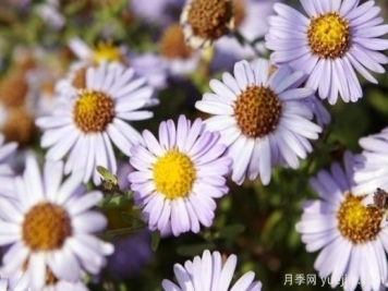 菊花的花語有什么
