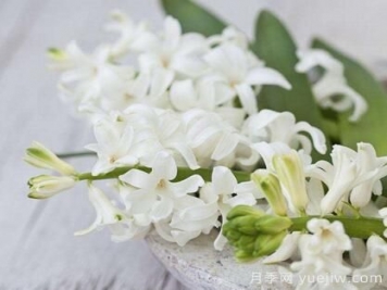 不同顏色的風信子花語
