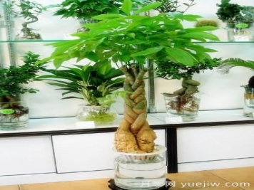 怎樣養(yǎng)殖發(fā)財樹？發(fā)財樹養(yǎng)殖常見問題解答