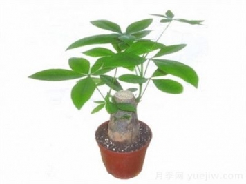 發(fā)財樹嫁接繁殖方法