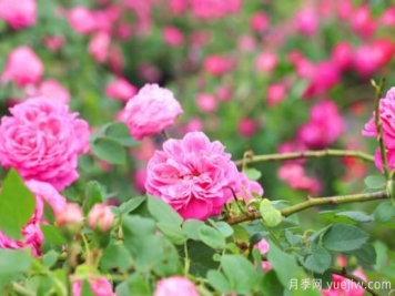 家里種玫瑰花好嗎？玫瑰花的風水忌諱