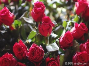 批發(fā)玫瑰花多少錢一朵？批發(fā)價格2元/朵