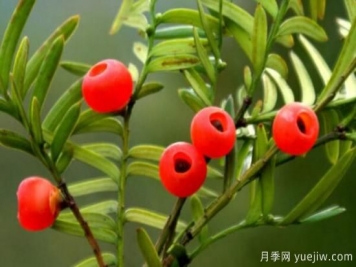 紅豆杉的風(fēng)水寓意和功效，象征長壽與不朽