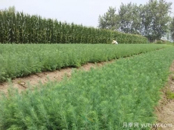 綠化采購雪松樹苗注意哪些問題？