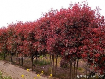 如何防止紅葉石楠樹枯死？