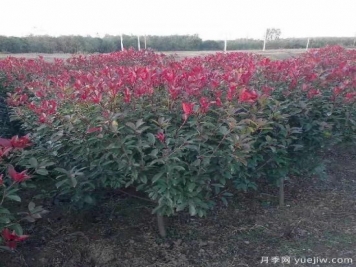 紅葉石楠適應有機化肥嗎？