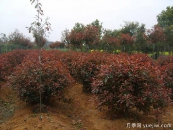 如何為紅葉石楠小苗除草？