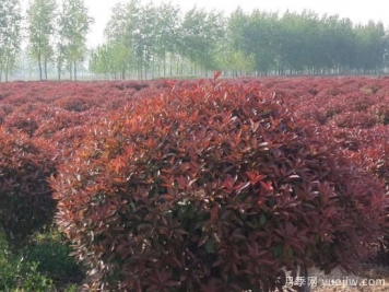 紅葉石楠球是喬木還是灌木？