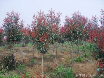 紅葉石楠獨干苗與球形苗間植培育技術(shù)