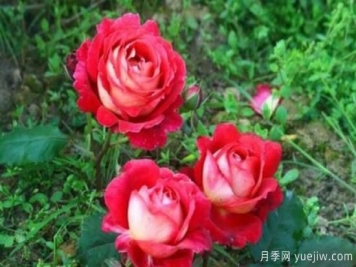 分享香味濃郁的10個月季花品種，皮實好養(yǎng)顏值高