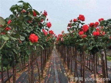 月季樹(shù)爛根，怎么治？