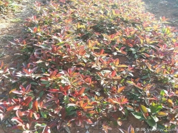 南陽紅葉石楠適合在北方地區(qū)種植嗎？