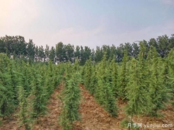 雪松苗木一年四季的養(yǎng)護工作要點