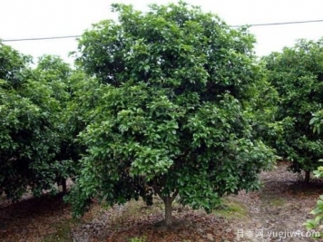 用農(nóng)藥對(duì)大葉女貞除蟲(chóng)和除草方法