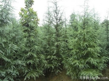 雪松價(jià)錢(qián)為什么會(huì)有差別？