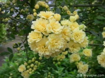 黃木香號稱開花勞模，耐寒耐熱養(yǎng)護(hù)簡單