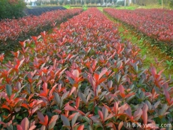 紅葉石楠小苗哪里批發(fā)？
