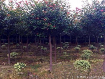 紅葉石楠樹(shù)受到創(chuàng)傷后如何消毒？