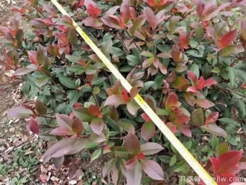 高桿紅葉石楠怎么培育才能長(zhǎng)出嫩葉？