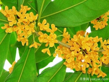 影響桂花樹開花的因素有哪些？