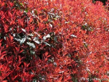 紅葉石楠最好的品種是紅羅賓還是紅唇嗎？