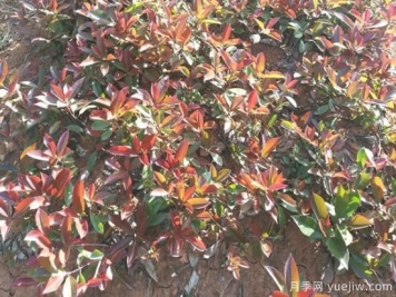 紅葉石楠小苗和紅葉石楠樹如何選擇？