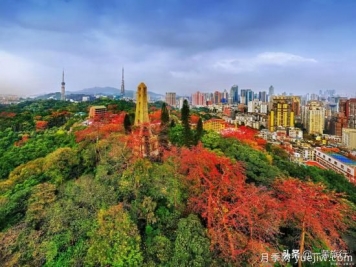 廣州常見(jiàn)花木，花城看花都看什么花