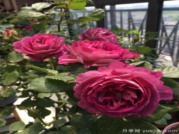 哈德斯菲爾德合唱團月季，又美又香陽臺上養(yǎng)棵四季賞花