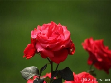 熱門(mén)10種月季，開(kāi)成花海開(kāi)成瀑布開(kāi)花不斷